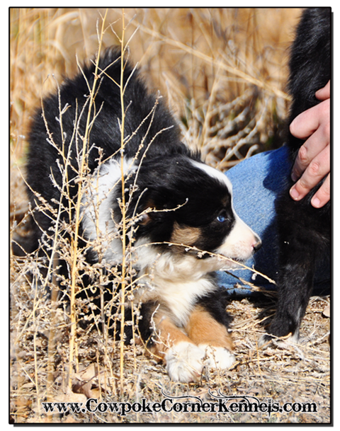 Loper-mini-aussie 0504
