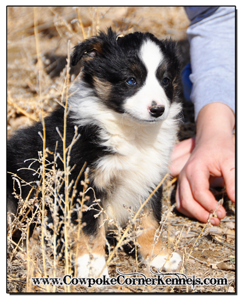 Loper-mini-aussie 0514