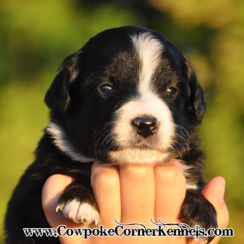 Mini aussie Angus 0385