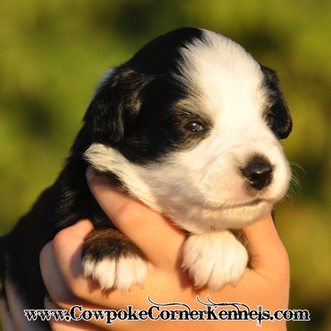 Mini aussie Berger 0377