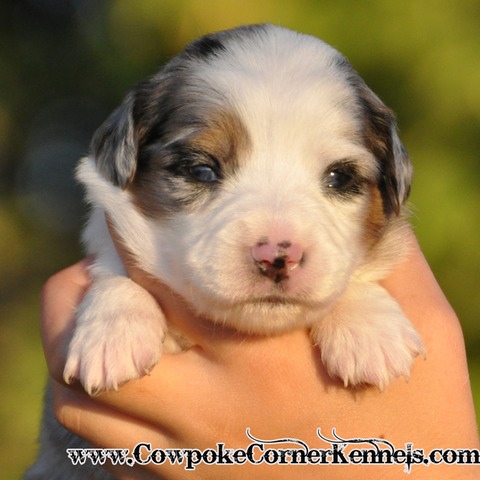 Mini aussie Berry 0368