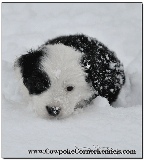 Mini-Aussie-Caballo 0427