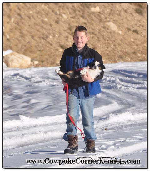 Mini-Aussie-Carry 0180