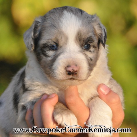 Mini aussie Comet 0359