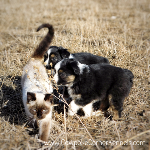 Mini-aussie-puppies-and-kitten 7028-2