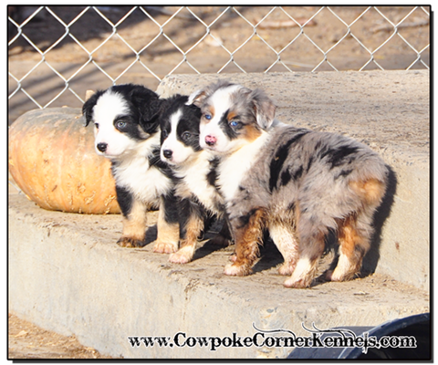 Mini-Aussie-Puppies 0114
