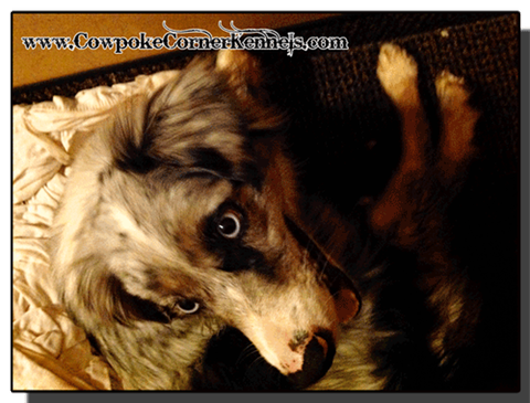 Mini-Aussie-puppies 0760