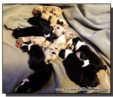 Mini-Aussie-puppies 0780