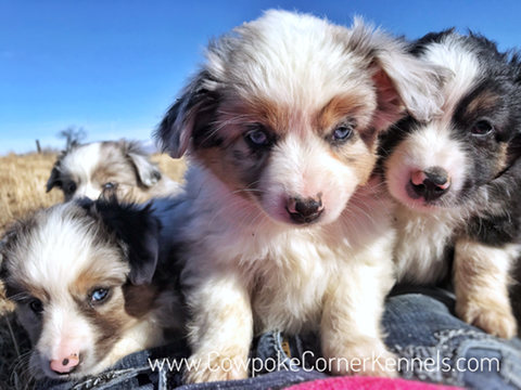 Mini-aussie-puppies 6869