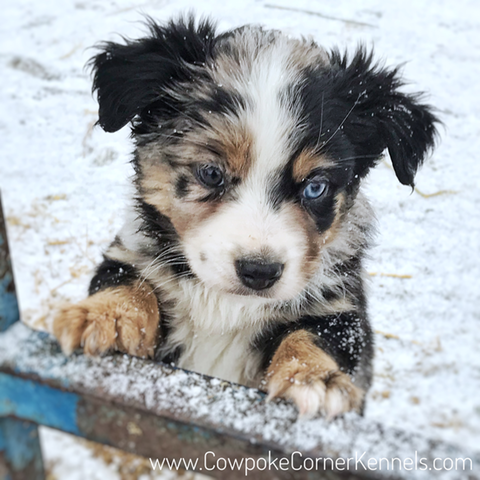 Mini aussie puppy 0854