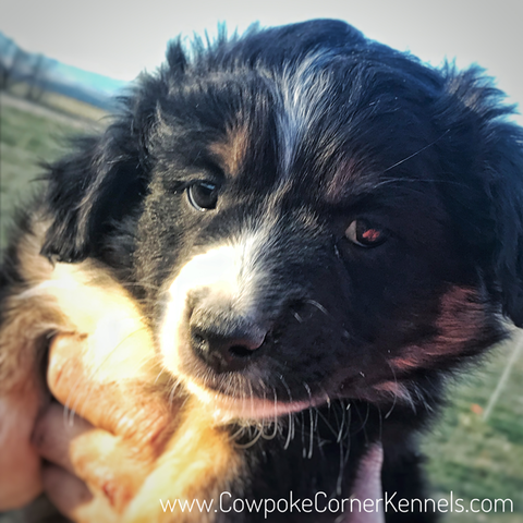 Mini Aussie puppy 3180