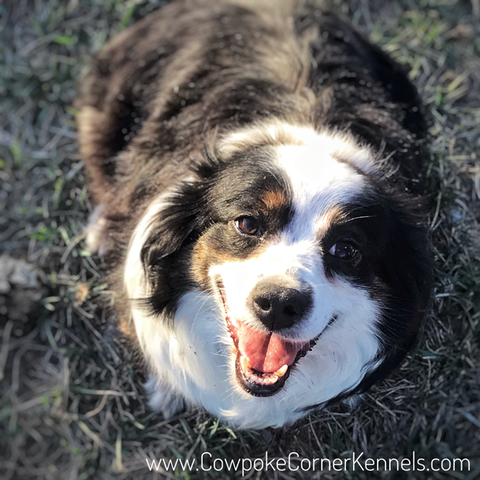 Mini Aussie puppy 3193