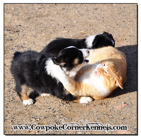 mini-aussie-pups-and-cat 0646