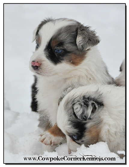 Mini-Aussie-Tippet 0420