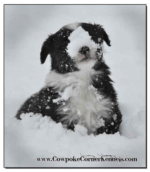 Mini-Aussie-Zailey 0475