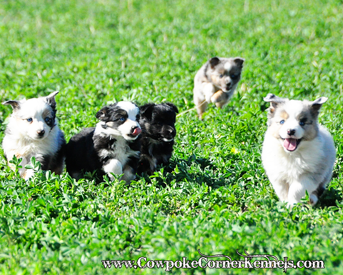 Mini-Aussie 0315