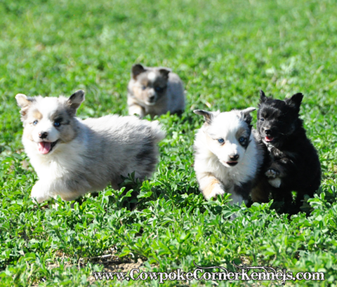 Mini-Aussie 0318