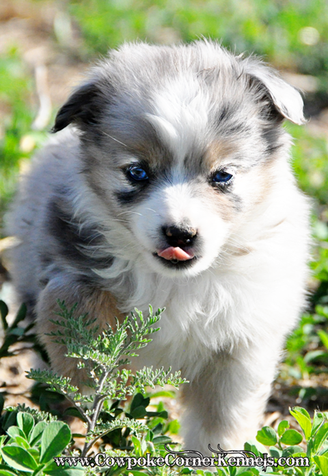 Mini-Aussie 0341