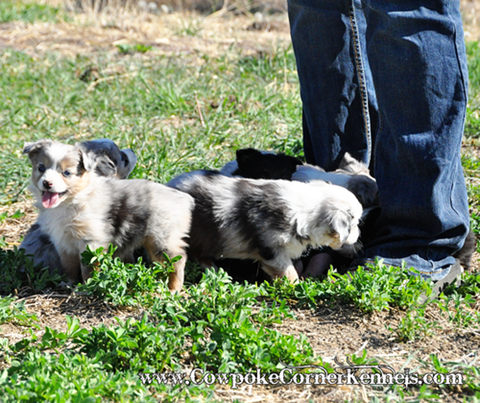 Mini-Aussie 0374