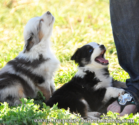 Mini-Aussie 0390
