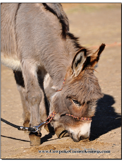 Mini-Donkey 0035