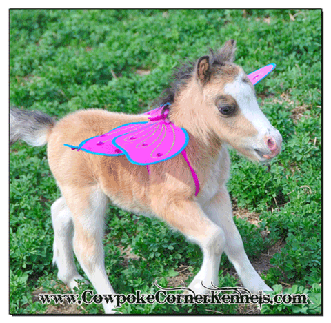 mini-foal 0808