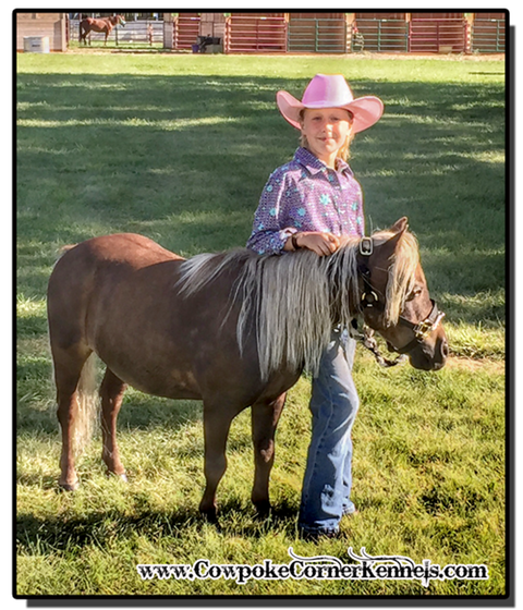 Mini-Pony-show-horse