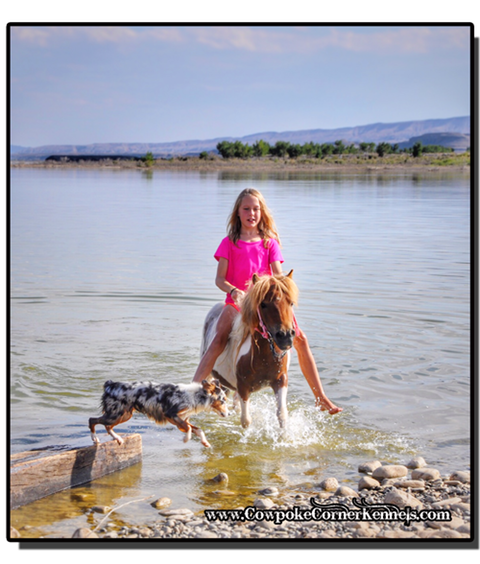 Mini-Pony-Swim