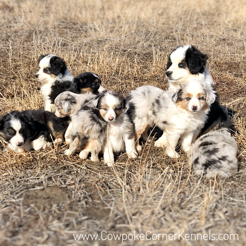 Miniature-australian-shepherd-puppes 6982