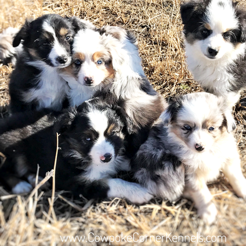 Miniature-australian-shepherd-puppies 6977