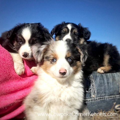 Miniature-australian-shepherd-puppies 6916