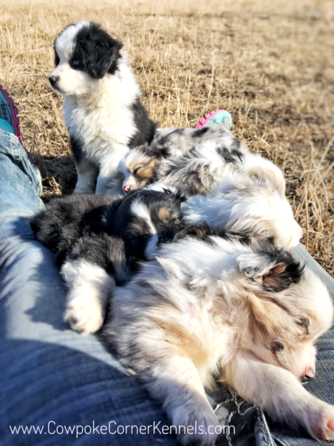 Miniature-autralian-shepherd-puppies 6972