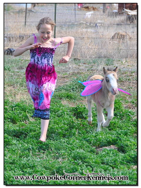 Miniature-horse-baby 0824