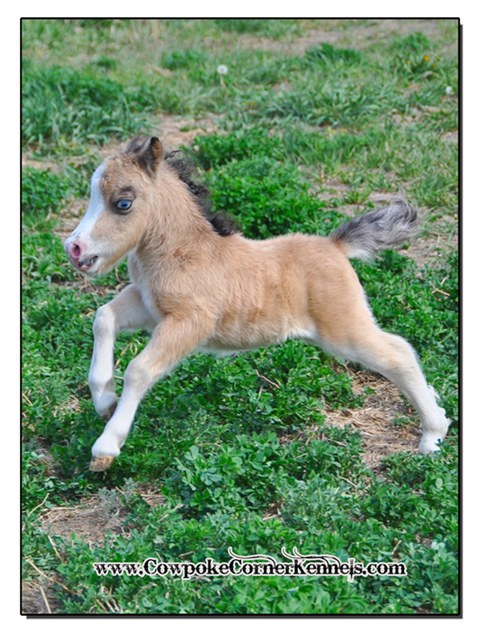 Miniature-horse-colt 0898