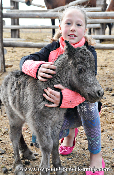Miniature-horse-foal 0764