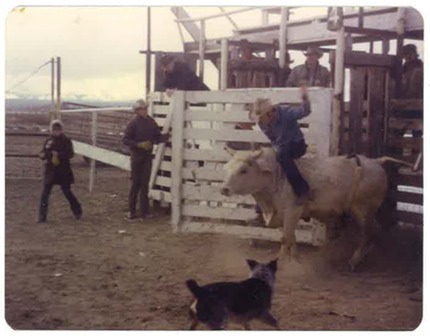 old bull