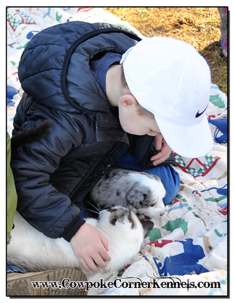 Puppy-and-kitten-love 0859