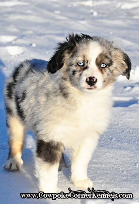 Raja-Mini-Aussie 0679