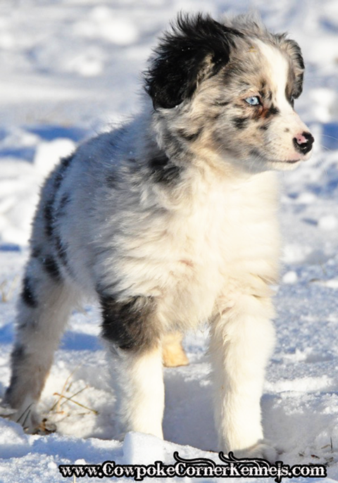 Raja-Mini-Aussie 0704