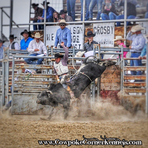 Roland-and-bull