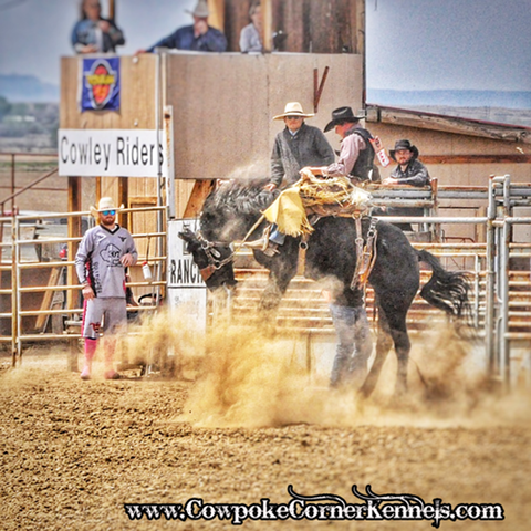 saddle-bronc5