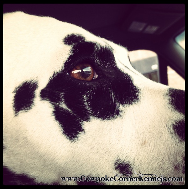 Sammy eye