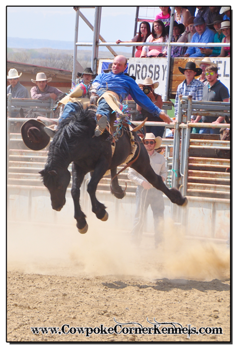 Shadow-Bareback-horse 0275