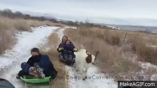 Sledding Barnyard Style
