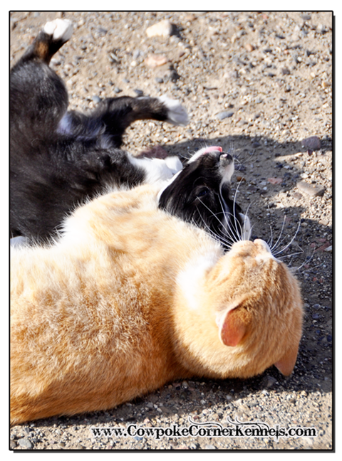 Slim-mini-aussie-and-cat 0539