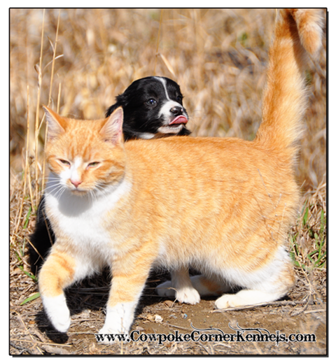 Slim-mini-aussie 0478