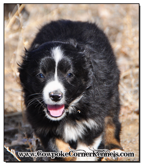 Slim-mini-aussie 0510