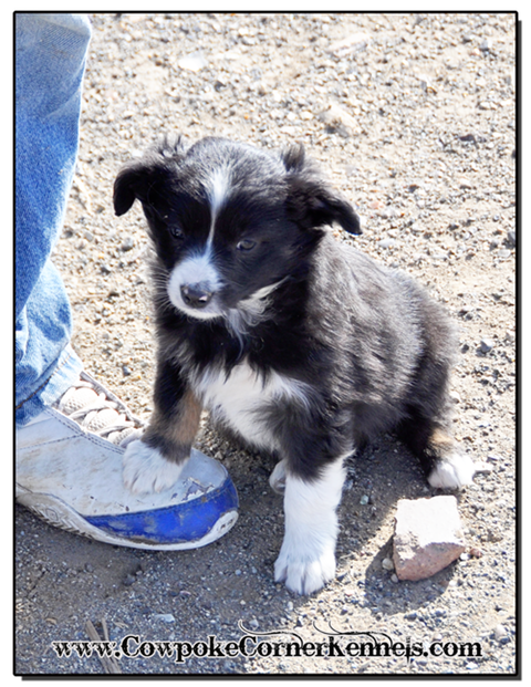 Slim-mini-aussie 0562