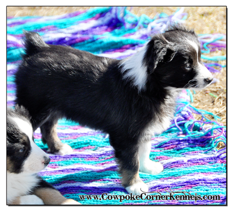 Slim-mini-aussie 0717