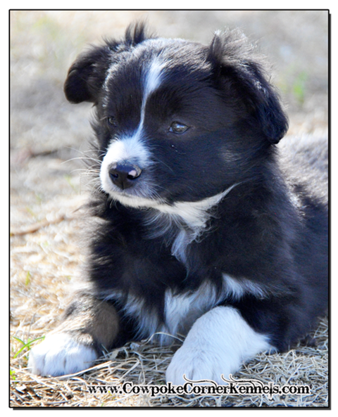 Slim-mini-aussie 0759